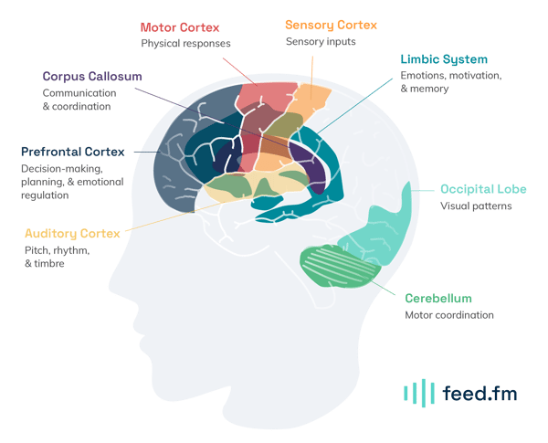 your brain on music